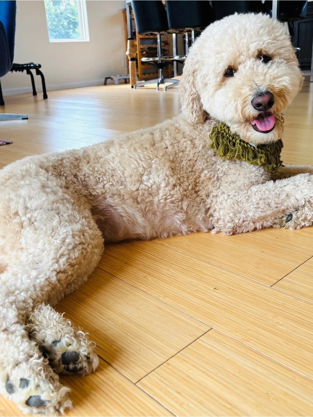N/A olive dog